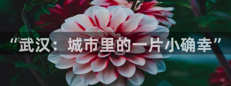 天辰娱乐白屏