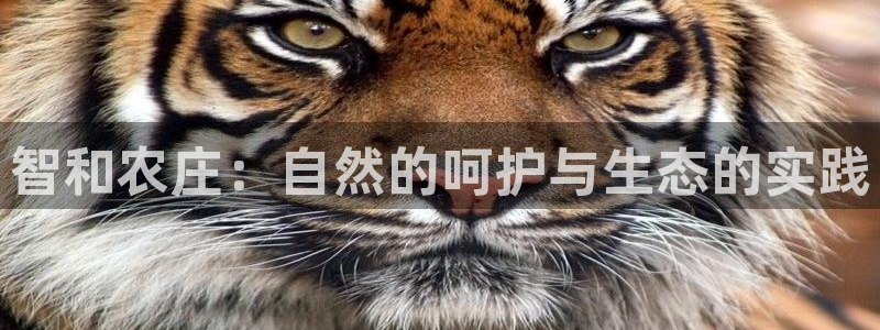 天辰娱乐十分彩