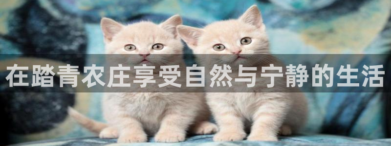 天辰娱乐平台地址