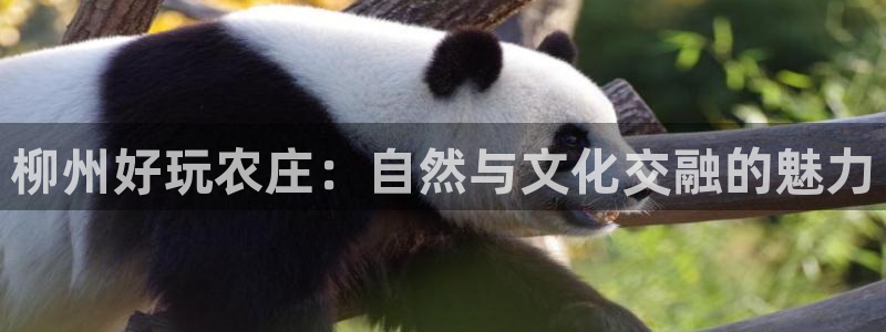 天辰辰娱乐代理