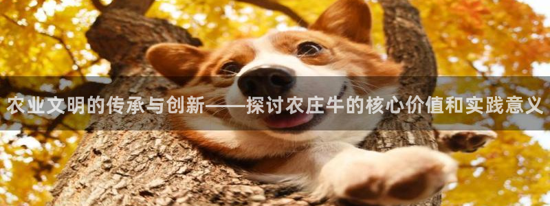 天辰团队贝高娱乐